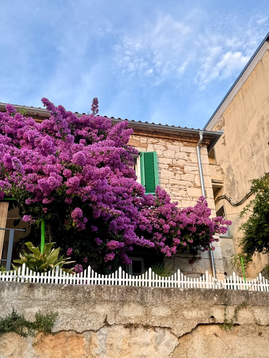 Bouganville in fiore su una casa in pietra nel centro storico di Rabac