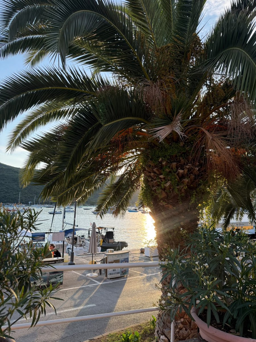 Ormeggio ALTA sul lungomare di Rabac visto tra le palme